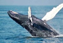Aumenta población de una de las ballenas más raras en el mundo