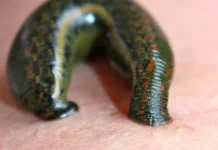 Bacteria hallada en sanguijuela endémica de México podría ayudar a combatir la resistencia a antibióticos