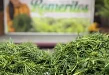 Romeritos de Mixquic: dónde comprarlos, cuánto cuestan y por qué consumirlos en Semana Santa