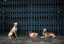 Eutanasia a 10 mil canes en Tecámac y NOM-033 ¿qué dice el marco legal para la matanza humanitaria en México?