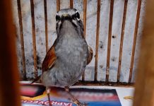 Rescatan aves silvestres en Cuetzalan: Profepa desarticula punto de venta ilegal